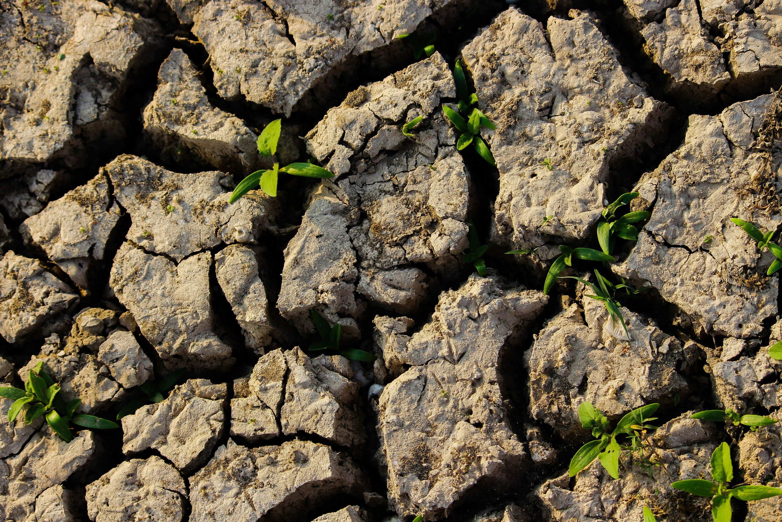 Cracked, dry Colorado soil in summer heat