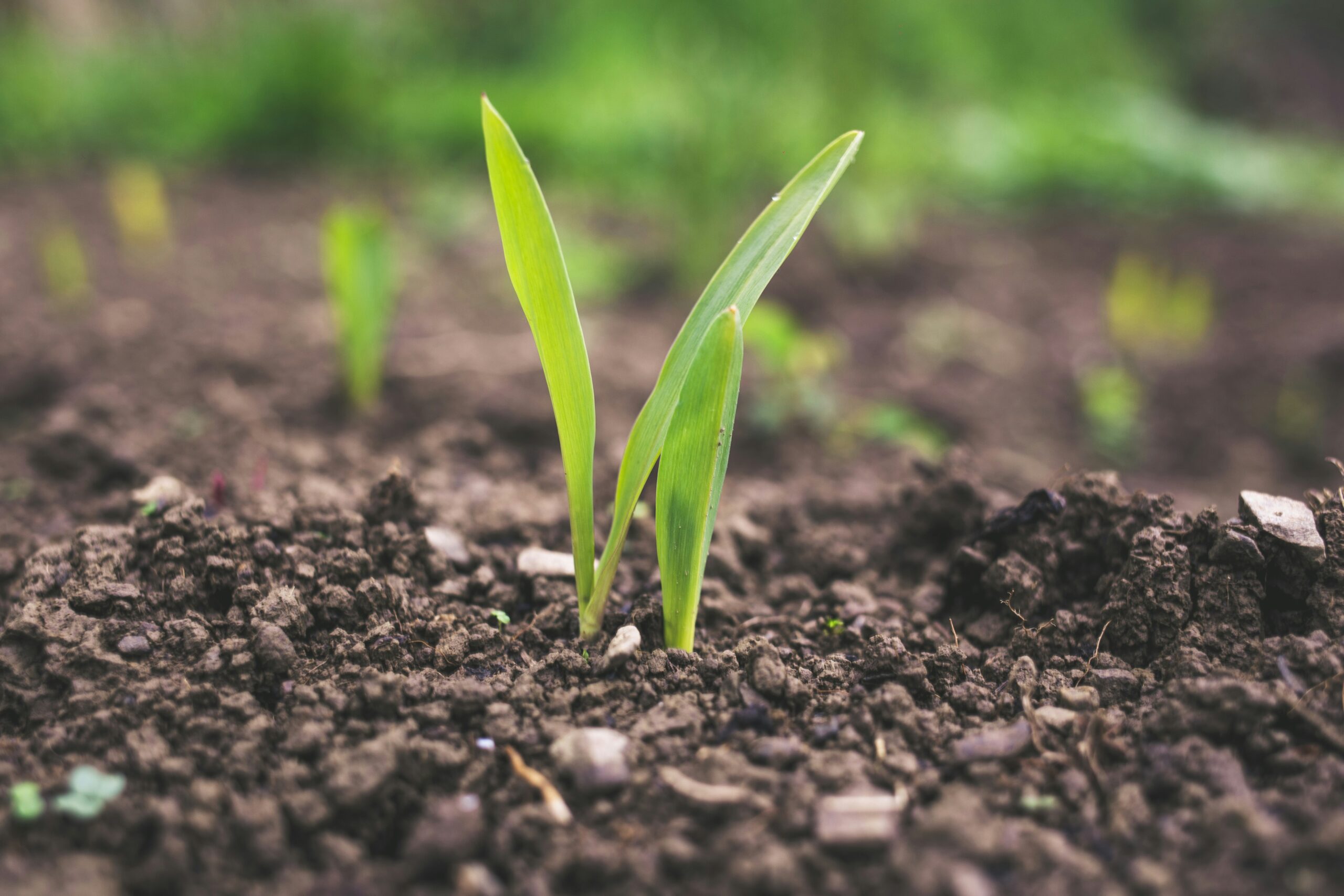 Healthy plant growing in soil amended with A1 Organics compost