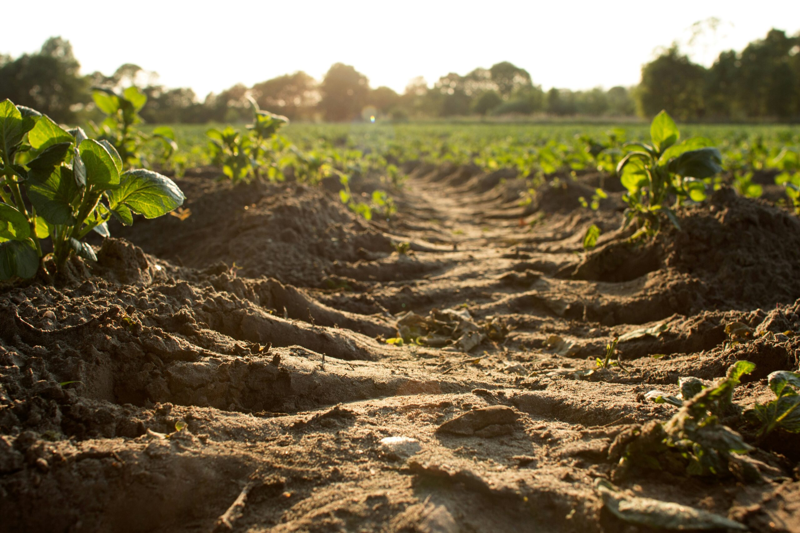 Rows of A1 Organics compost material