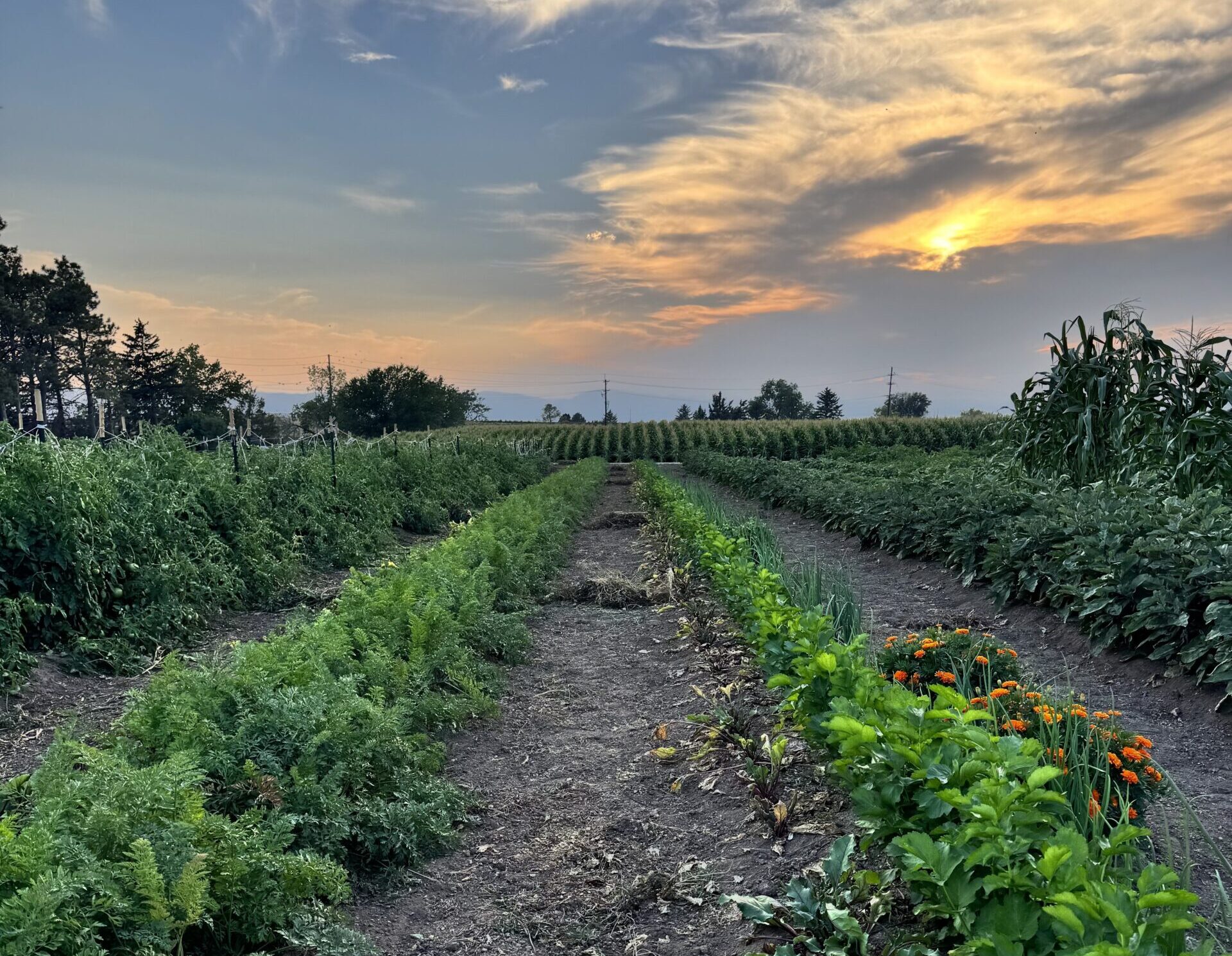 Growing Food Security with A1 Organics